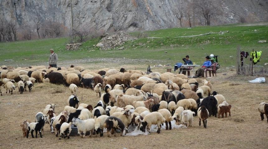 (&Ouml;zel) Hakkari&rsquo;deki besiciler zor durumda