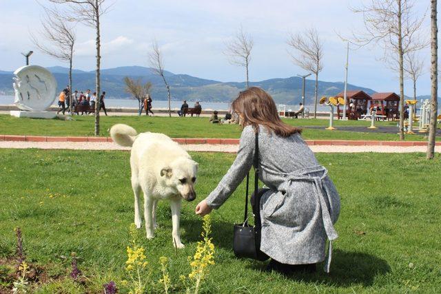 (Pazar)Üniversite öğrencileri sokak hayvanlarını unutmadı