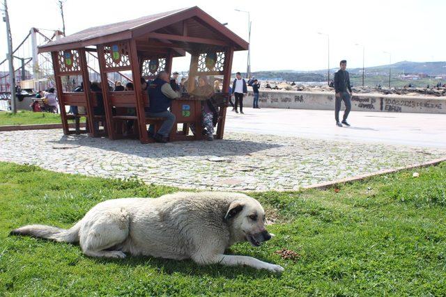 (Pazar)Üniversite öğrencileri sokak hayvanlarını unutmadı