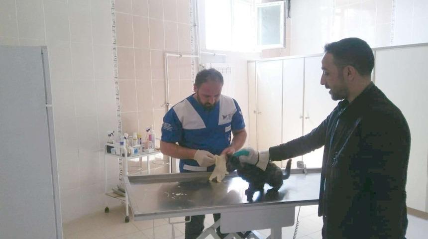 Hakkari’de yaralı kedi kurtarıldı