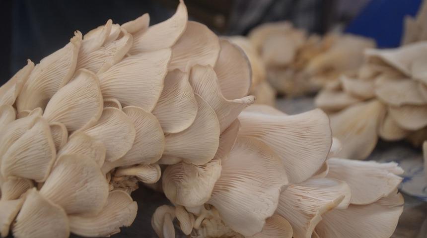 İstiridye mantarı tezgahtaki yerini koruyor