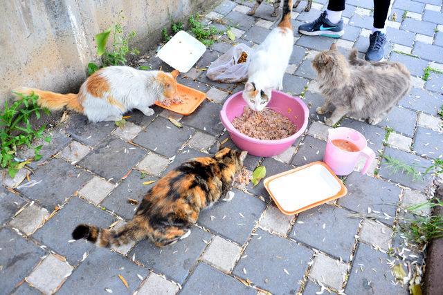 Kedisi 'Ceylan'ın kaçırıldığını iddia etti