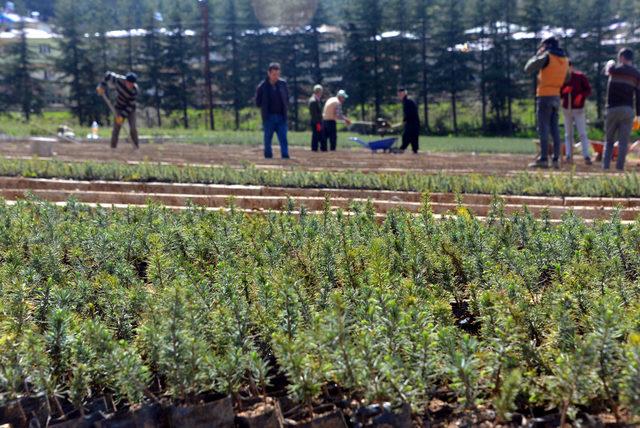 Yılda 6 milyon fidanla yeni orman sahalarını ağaçlandırıyorlar