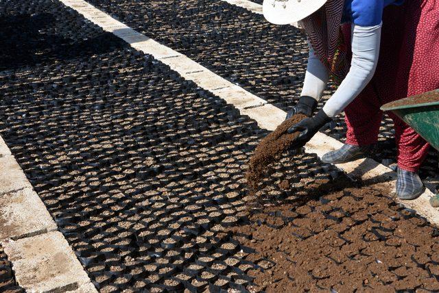 Yılda 6 milyon fidanla yeni orman sahalarını ağaçlandırıyorlar