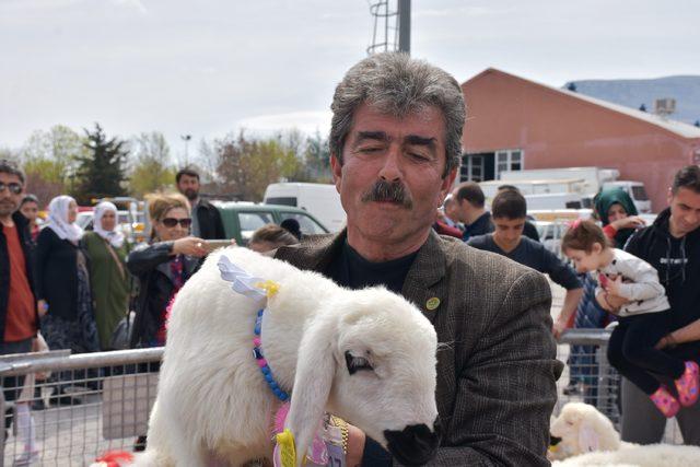 Malatya da,  en g&uuml;zel kuzu  yarışması 1