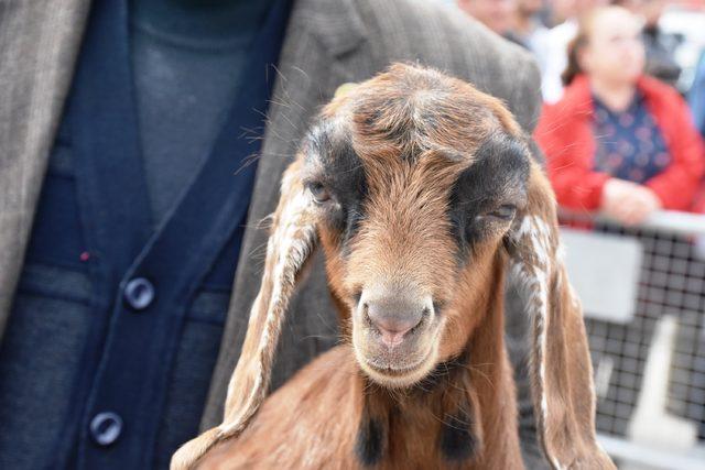 Malatya da,  en g&uuml;zel kuzu  yarışması 2