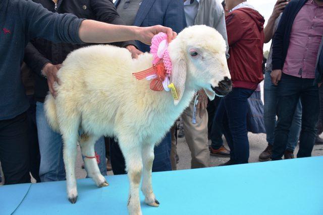 Malatya da,  en g&uuml;zel kuzu  yarışması 3
