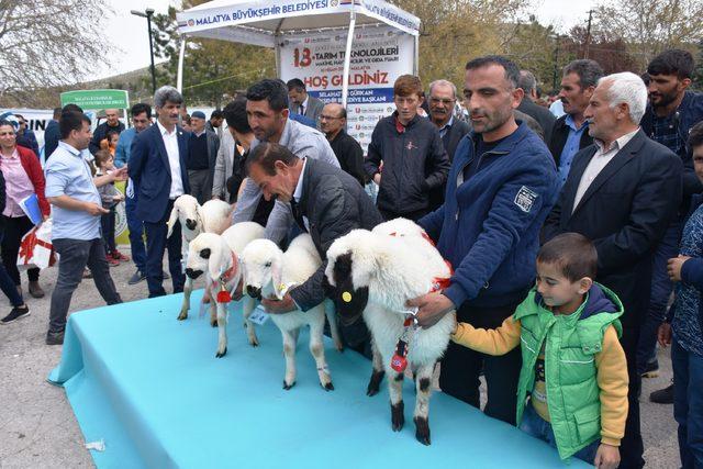 Malatya da,  en g&uuml;zel kuzu  yarışması 4