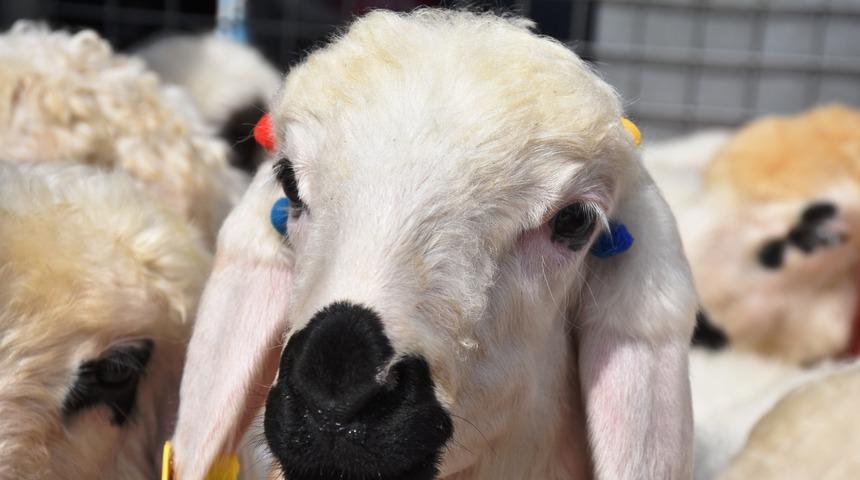 Malatya'da, 'en g&uuml;zel kuzu' yarışması