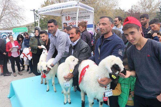 Malatya’nın en güzel kuzusu Darende’den