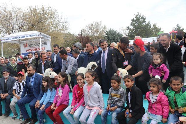 Malatya’nın en güzel kuzusu Darende’den