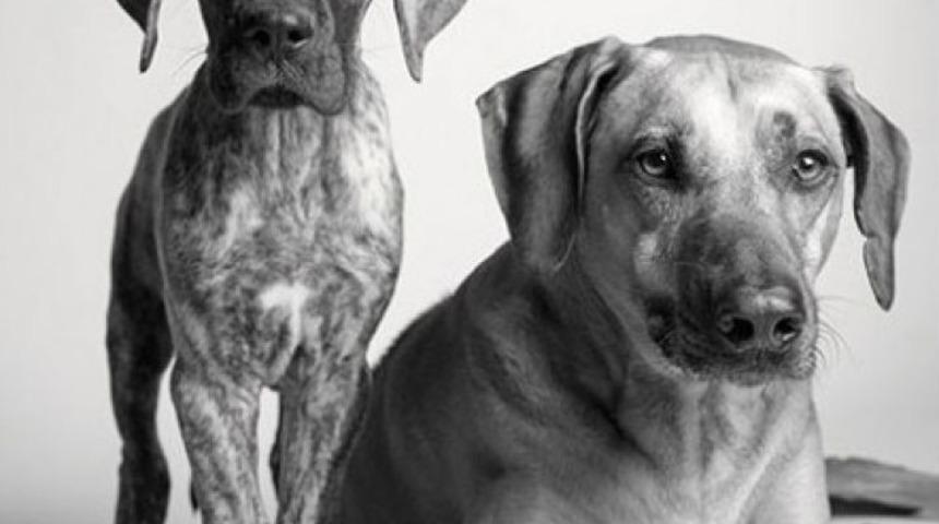 K&ouml;pekler nasıl yaşlanır? 