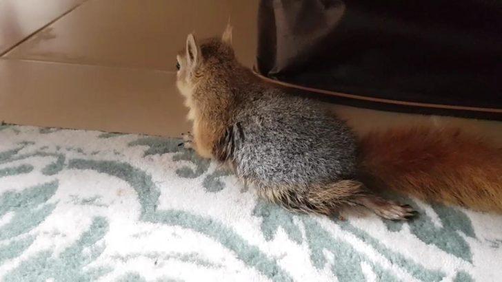 'Hayat tamircisi' bu kez felçli sincabı yürüttü G2