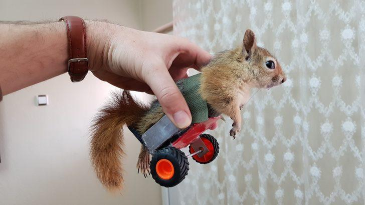 'Hayat tamircisi' bu kez felçli sincabı yürüttü G3