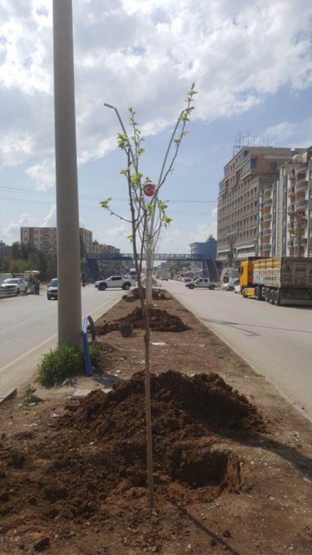 Silopi’de İpekyolu refüj çalışmaları devam ediyor