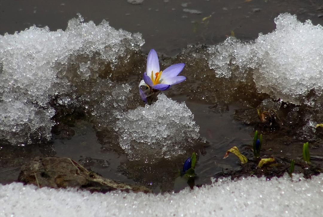Şehitler diyarı &ccedil;i&ccedil;eklerle bezendi