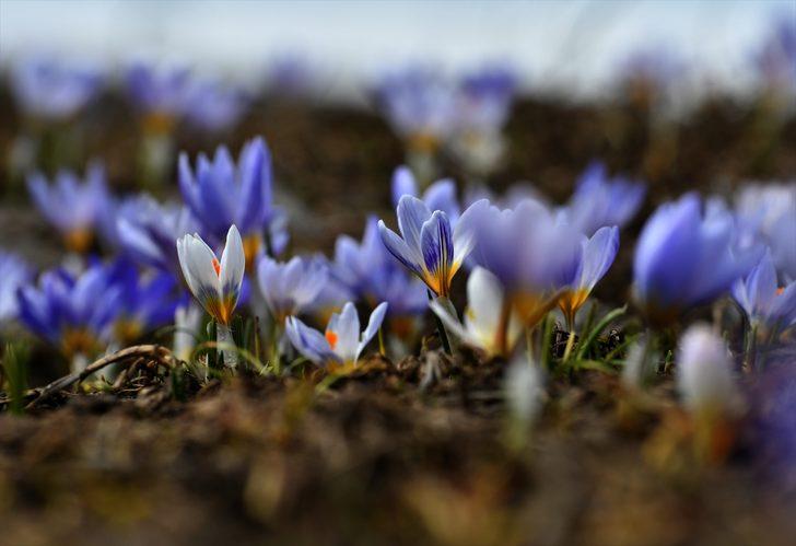 Şehitler diyarı çiçeklerle bezendi G3