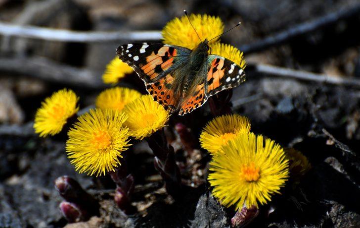 Şehitler diyarı çiçeklerle bezendi G4