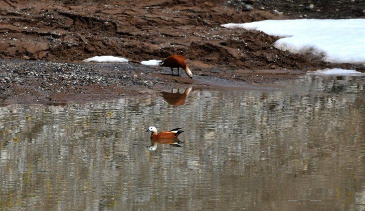 Şehitler diyarı çiçeklerle bezendi G5