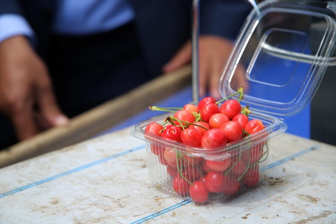  Tanesi 1 liraya satılan erkenci kiraz hediyelik oldu