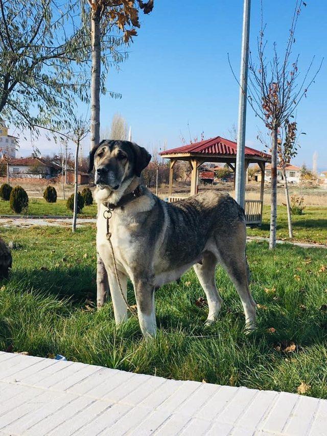 Kayıp Kangal köpeklerini bulana para ödülü verecek