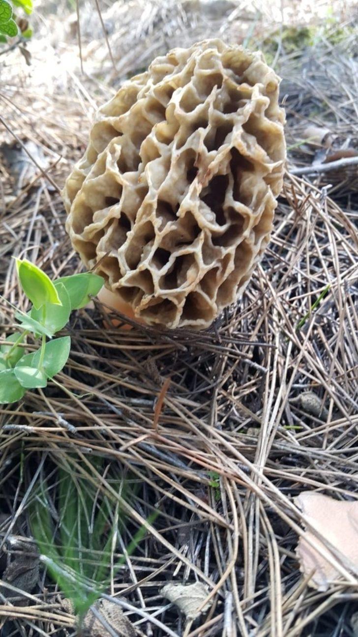 Denizli’de ‘kuzu göbeğine’ büyük ilgi G2