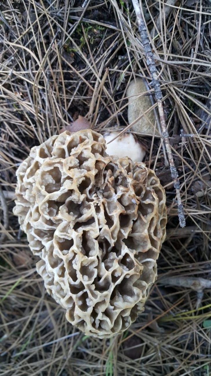 Denizli’de ‘kuzu göbeğine’ büyük ilgi G5