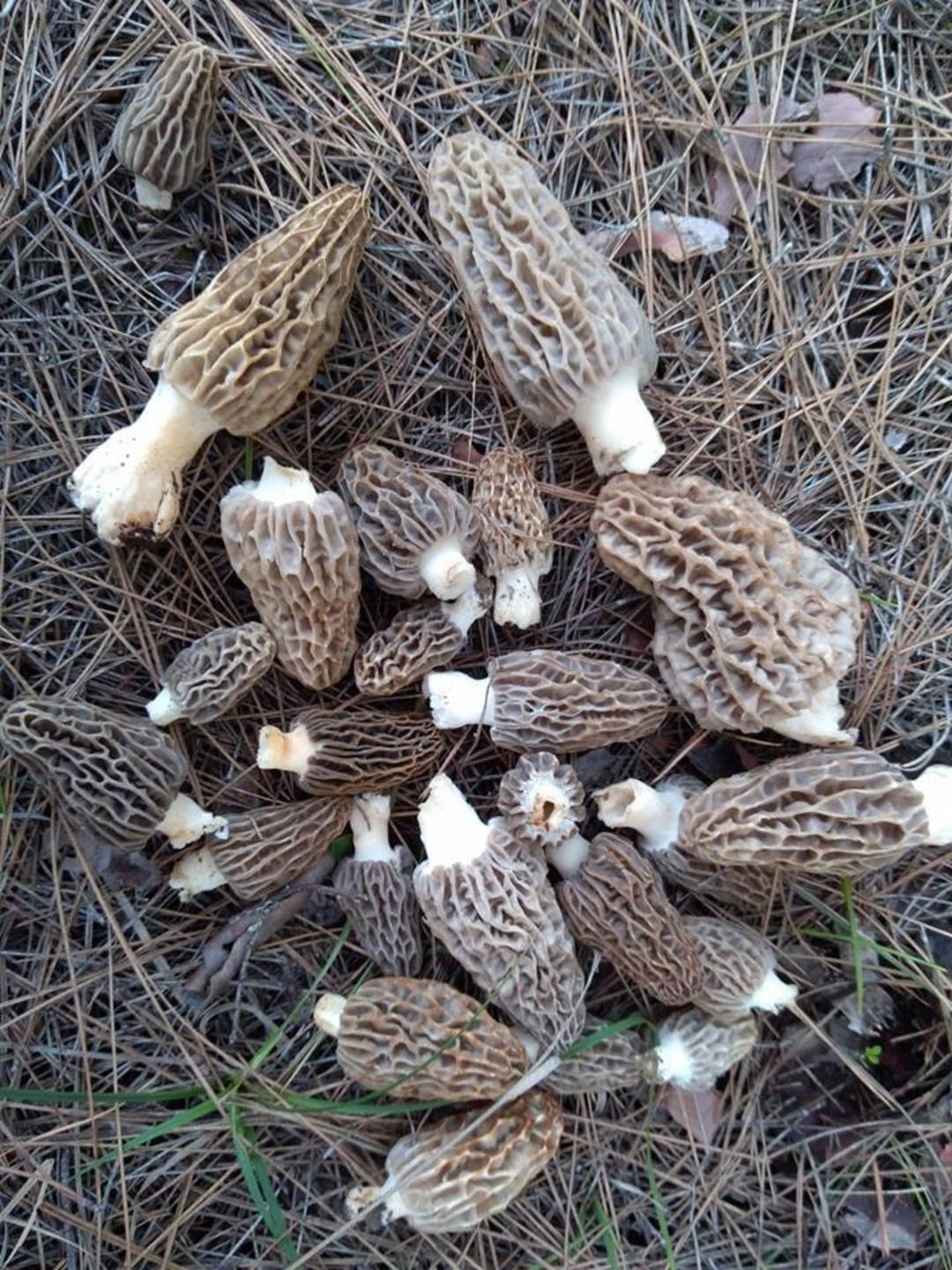 Vatandaşlar kilosu 100 TL&rsquo;yi bulan mantarı toplamak i&ccedil;in birbiri ile yarışıyor 