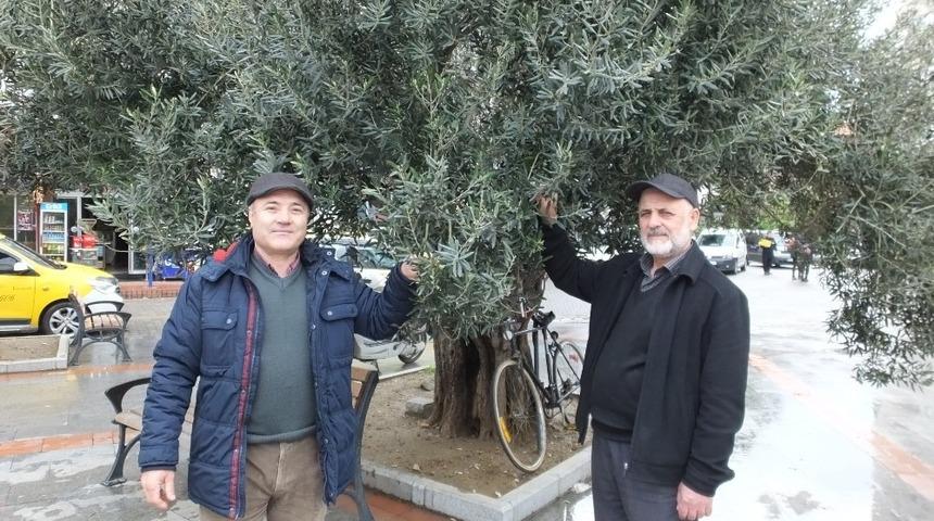 Burhaniye&rsquo;de Nisan yağmurları zeytincileri sevindirdi