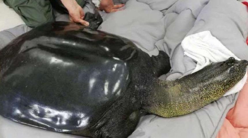 T&uuml;r&uuml;n&uuml;n bilinen son &ouml;rneğiydi, &ouml;ld&uuml;!