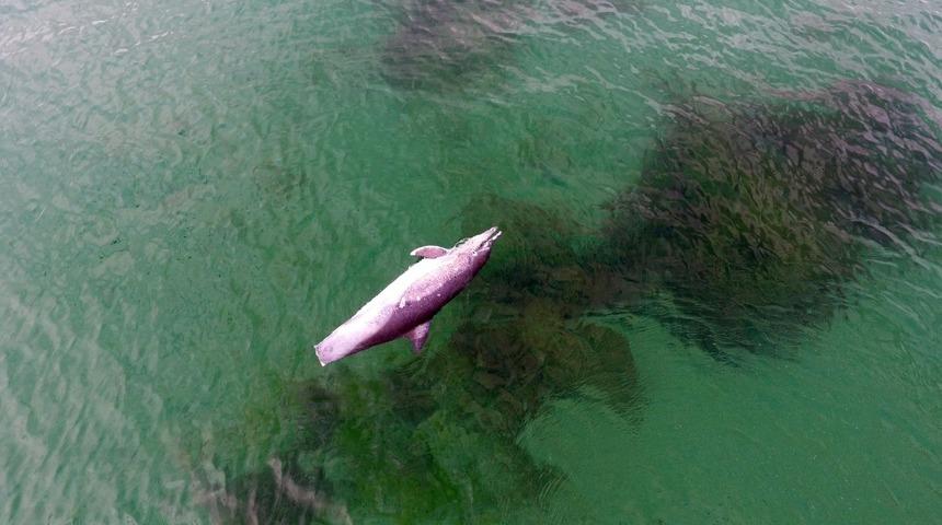 Sinop’ta ölü yunus kıyıya vurdu