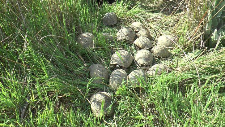 Kuyuya atıldığı sanılan 17 kaplumbağayı itfaiye kurtardı