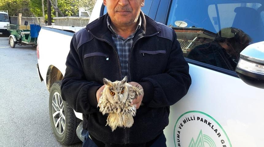 Konya’da tepeli baykuş tedaviye alındı