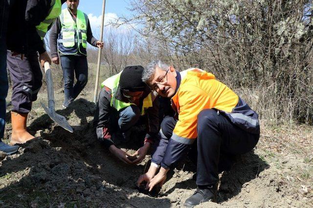 Kastamonu’da Trüf Mantarlı Meşe Fidanları dikildi