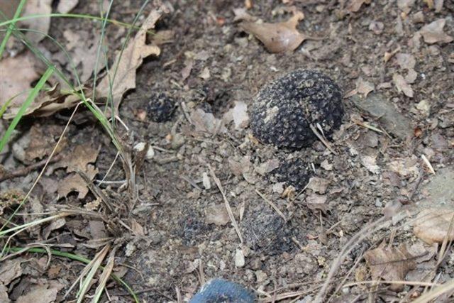 Kastamonu’da Trüf Mantarlı Meşe Fidanları dikildi