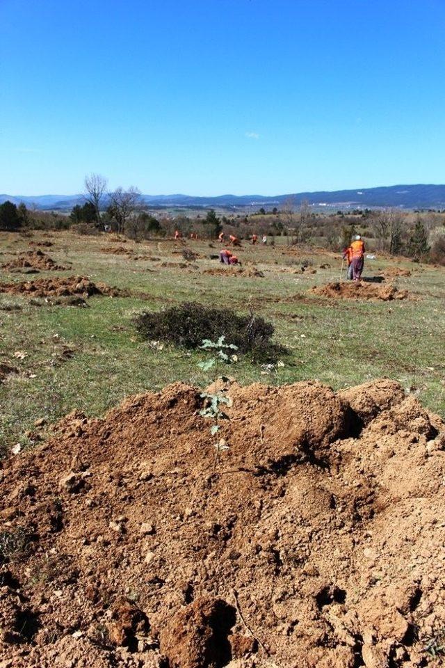 Kastamonu’da Trüf Mantarlı Meşe Fidanları dikildi