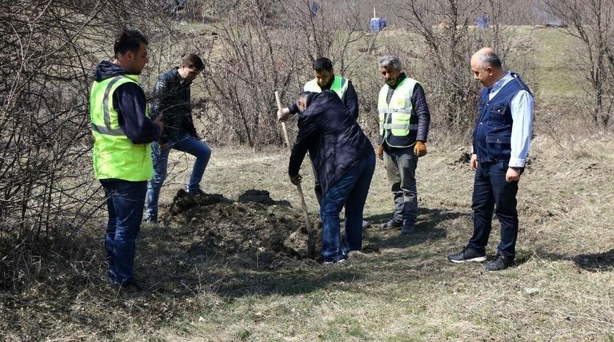 Kastamonu&rsquo;da Tr&uuml;f Mantarlı Meşe Fidanları dikildi