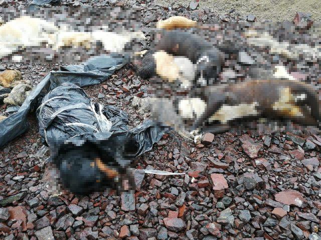 Ankara'da çöp torbalarındaki köpeklerin açlıktan öldüğü iddiası