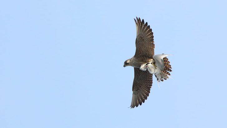 Dünyanın en hızlı kuşu deniz kırlangıcı av peşinde! Nefes kesen anlar G2