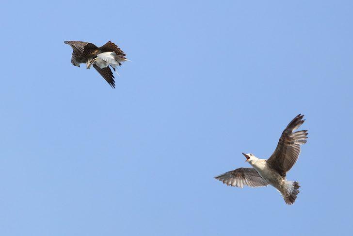 Dünyanın en hızlı kuşu deniz kırlangıcı av peşinde! Nefes kesen anlar G5