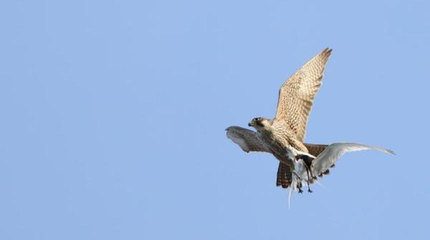 D&uuml;nyanın en hızlısı! T&uuml;rk profes&ouml;r g&ouml;r&uuml;nt&uuml;ledi