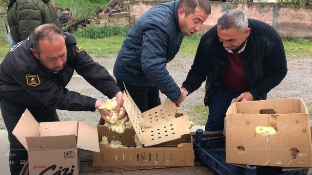 Başkan Türkyılmaz vatandaşlara civciv dağıttı