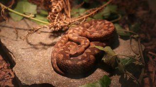 'En zehirli yılanlar' sergilendi