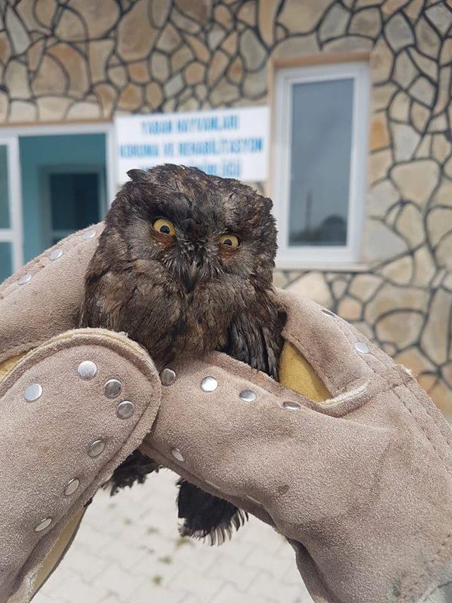 Van’da yaralı kuşlar tedavi altına alındı