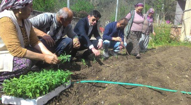 Yenice&rsquo;de arsasına  ada &ccedil;ayı dikimini yapan ilk kişi oldu 1