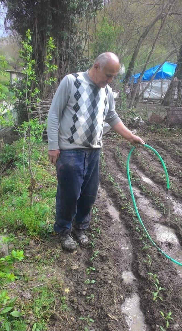 Yenice&rsquo;de arsasına  ada &ccedil;ayı dikimini yapan ilk kişi oldu 3