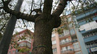 Ağaçları ve kaldırımı kurtlar bastı! Vatandaş koşarak kaçıyor