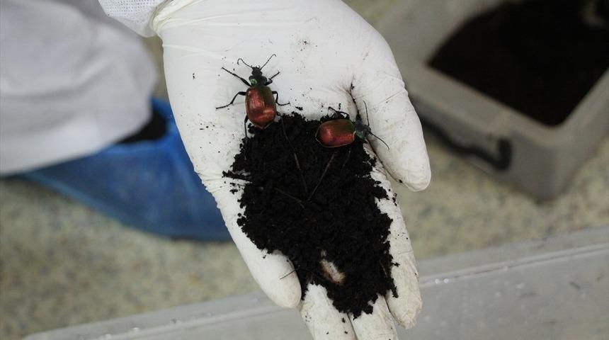 Adalar'da &uuml;retilen gladyat&ouml;r b&ouml;cekler İstanbul ormanlarına bırakılıyor!