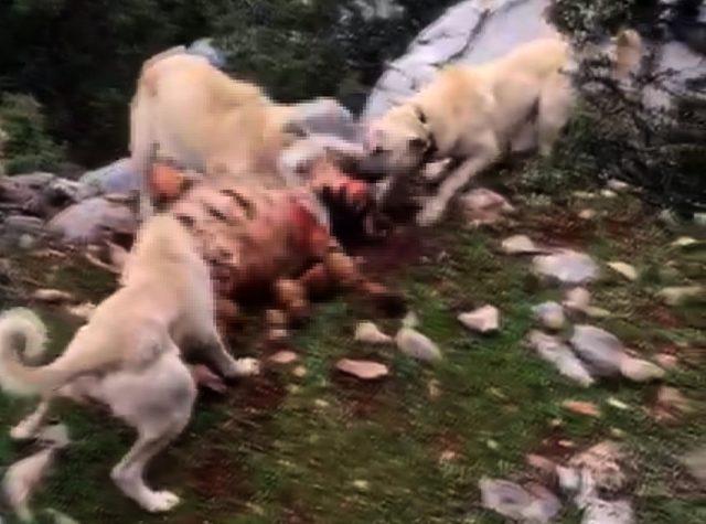 Vicdansızlar kırmızı listedeki çizgili sırtlanı köpeklere parçalattı