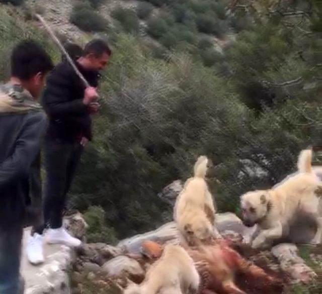 Vicdansızlar kırmızı listedeki çizgili sırtlanı köpeklere parçalattı